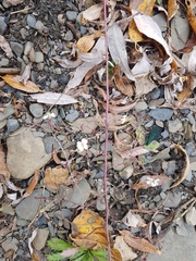 Dontostemon pinnatifidus