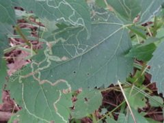 Liriomyza eupatoriella
