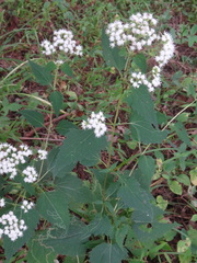 Liriomyza eupatoriella
