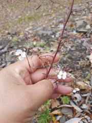 Dontostemon pinnatifidus