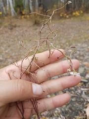 Dontostemon pinnatifidus