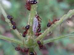 Aphis coreopsidis