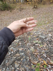 Dontostemon pinnatifidus