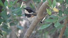 Batis capensis capensis