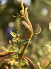 Rhopalomyia baccharis