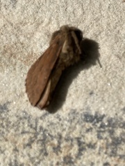 Oncopera rufobrunnea