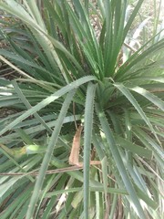 Eryngium paniculatum