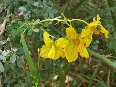 Parkinsonia texana macra