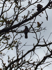 Calyptorhynchus banksii