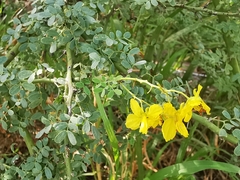 Parkinsonia texana macra