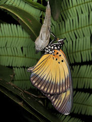 Pseudacraea lucretia expansa