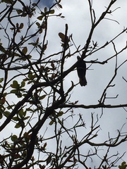 Calyptorhynchus banksii