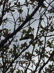 Calyptorhynchus banksii