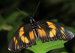 Pseudacraea lucretia expansa
