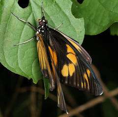 Pseudacraea lucretia expansa