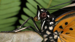 Pseudacraea lucretia expansa