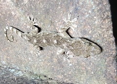 Gekko subpalmatus