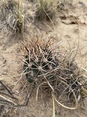 Sclerocactus cloverae