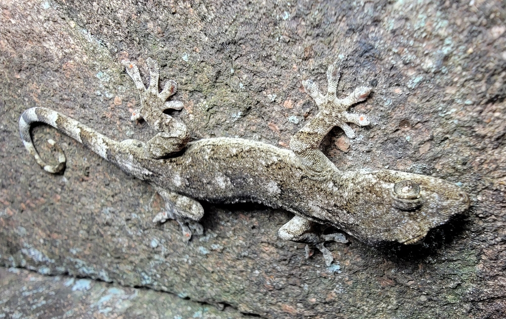 Webbed-Toed Gecko