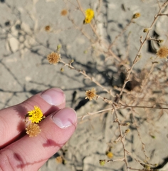 Lessingia pectinata tenuipes