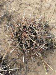 Sclerocactus cloverae