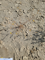 Lessingia pectinata tenuipes