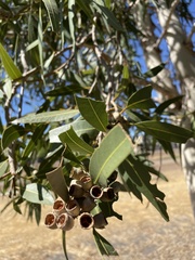 Corymbia aparrerinja