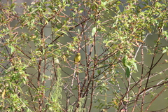 Setophaga petechia image