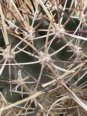 Sclerocactus cloverae