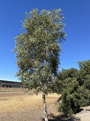 Corymbia aparrerinja