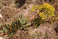 Notobubon laevigatum