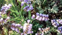 Limonium sinuatum sinuatum