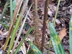 Calamus australis