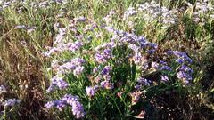 Limonium sinuatum sinuatum