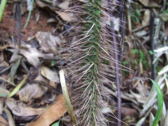 Calamus australis