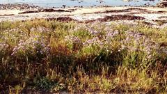 Limonium sinuatum sinuatum