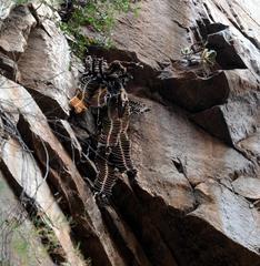 Gasteria rawlinsonii