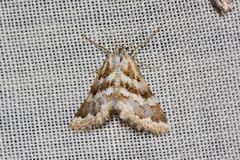 Anomocentris trissodesma