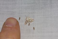 Anomocentris trissodesma