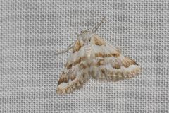 Anomocentris trissodesma