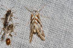 Anomocentris trissodesma