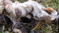 Hydnellum suaveolens