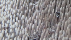 Hydnellum suaveolens