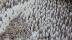 Hydnellum suaveolens