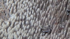 Hydnellum suaveolens