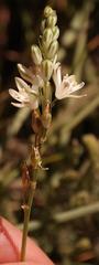 Ornithogalum juncifolium
