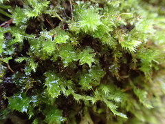 Plagiomnium venustum