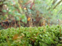 Plagiomnium venustum