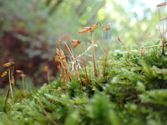 Plagiomnium venustum