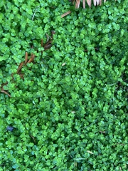 Soleirolia soleirolii